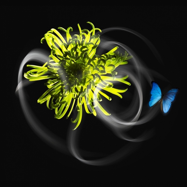 Photograph Jonathan Knowles Butterfly on One Eyeland